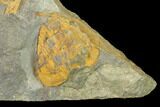 Triple Asaphellus Trilobite Plate With Pos/Neg - Morocco #138932-4